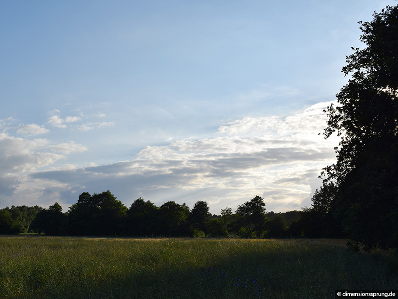 Bild Wirken im Forst Rundshorn