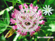 Meditationskarte / Energiesymbolkarte<BR/>ENA - Vergebung