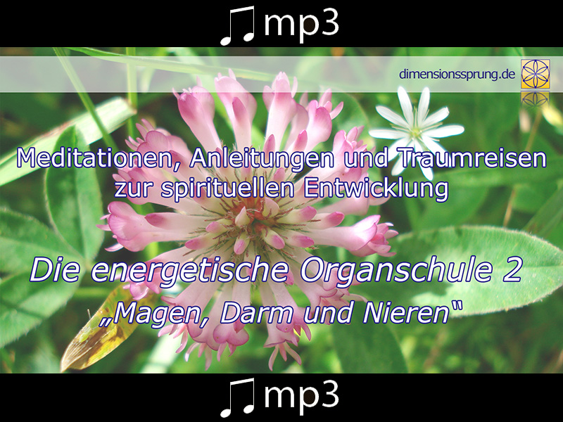 Energetische Organschule #2 Magen, Darm und Nieren